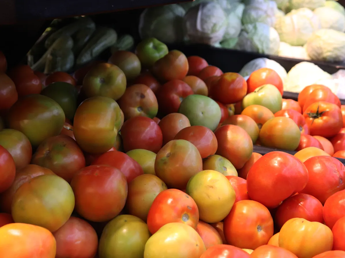 Tomates Selecionados